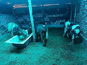 молоко воз: Продаю | Бык (самец), Музоо, торпок | На откорм, Для разведения — 4