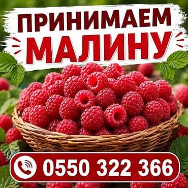 ит атарлар бишкек телефон: Малина — 1