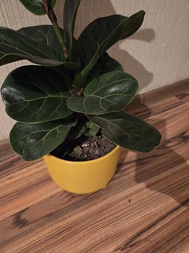 Фикус Лирата (Ficus lyrata) в декоративном горшке. - Крупные