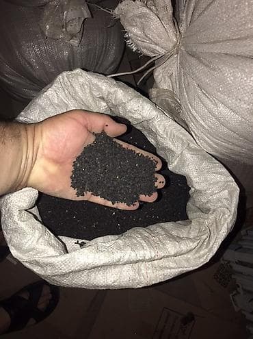 шамо петух: Семена — 2