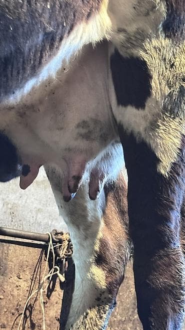 жаныбарлар: Сатам | Уй (ургаачы) | Ангус, Голштин | Көбөйтүү үчүн | Музоологондон кийин — 4