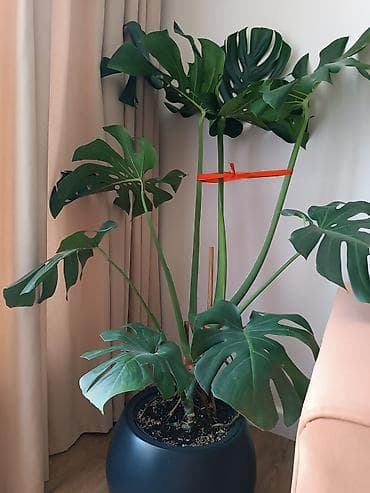 камелия в горшке: Монстера делициоза (Monstera deliciosa), крупный — 2