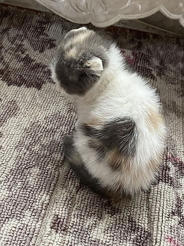 ВЕСЛАУХАЯ КОШКА Котёнок, окраса серо-белый с пятнышком на лбу