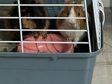 Услуги ветеринара: Домашние морские свинки + комплект вольера - Пара морских свинок — 7