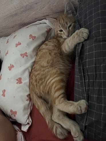 Вязка кошек: Кошка даром: Беспородная, 7 месяцев, Мальчик — 4