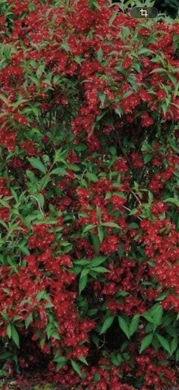 дерево бансай: Декоративные садовые растения (фото примеры цветения): - Глициния — 3