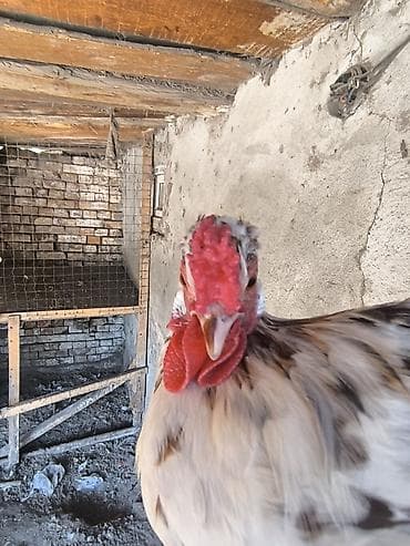 купить ястреба для охоты: Продаю | Петух | Для разведения — 2
