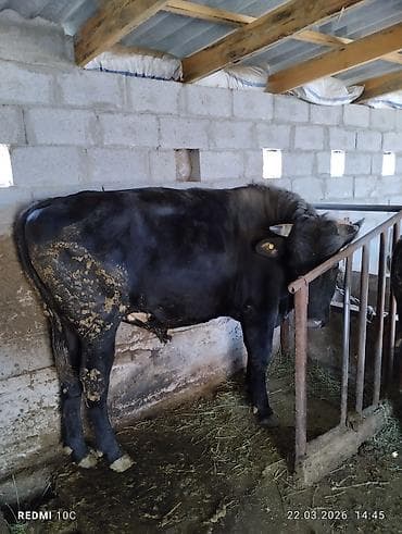 битал теке: Продаю | Бык (самец) | Для разведения | Племенные — 10