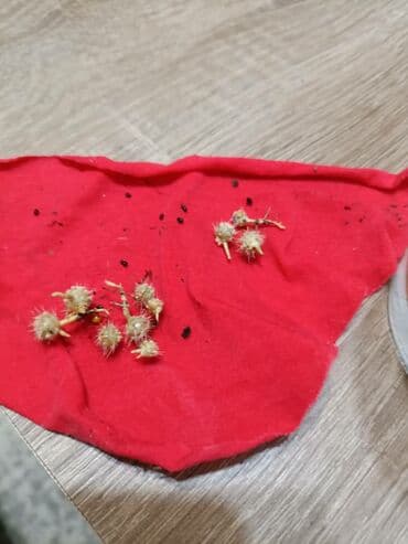 саженцы плодовые: Традесканция многоцветная . С цветком 400 сомбез цветка 300 сом — 4