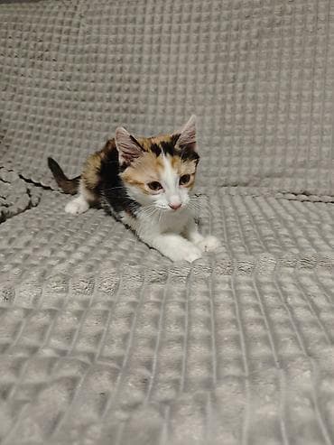 где продают котят: 3 месяца, Девочка — 5