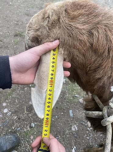 кошка черная: Продаю | Баран (самец) | Арашан | Для разведения — 4