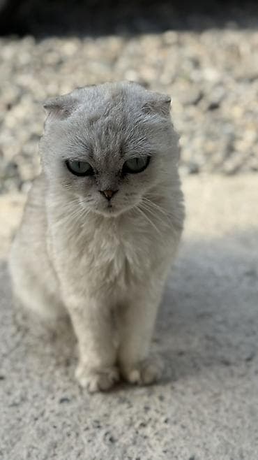 кошка ориентал: Шотландская вислоухая кошка (Scottish Fold), серебристо-шиншилловый — 2