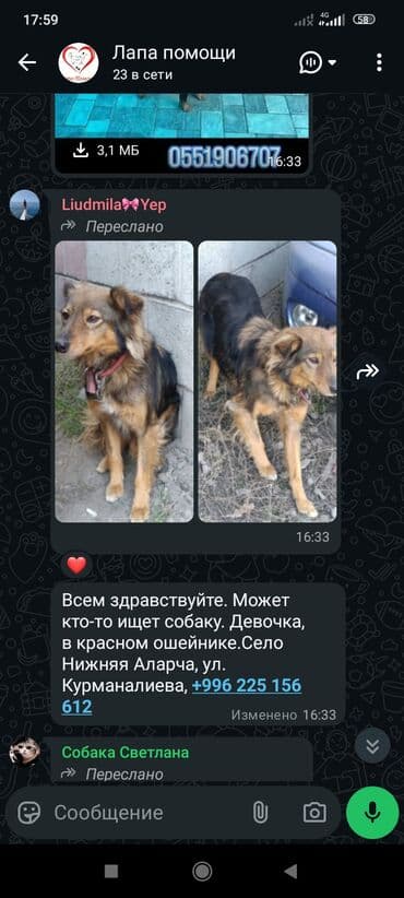 эвтаназия собак на дому: Отдается собака в добрые руки. Описание: - Метис средних размеров — 6