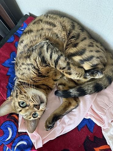 леопардовая кошка: Бенгальская, 4 года, Девочка, Золотая шиншилла, Приучена к лотку — 6