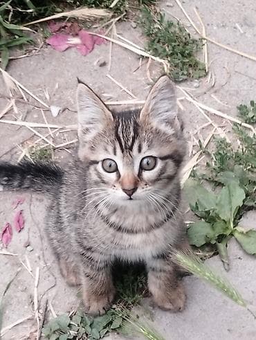 черно пестрая: Котёнок полосатый (тигровый окрас) - Окрас: коричнево-серый табби с — 1