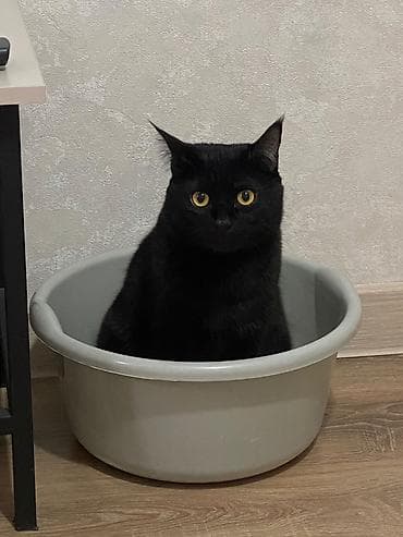 Мышыктар: 3 жаш, Эркек, Лотокко барууга үйрөтүлгөн — 2