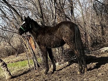 Башка жаныбарлар: Сатам | Тай — 1