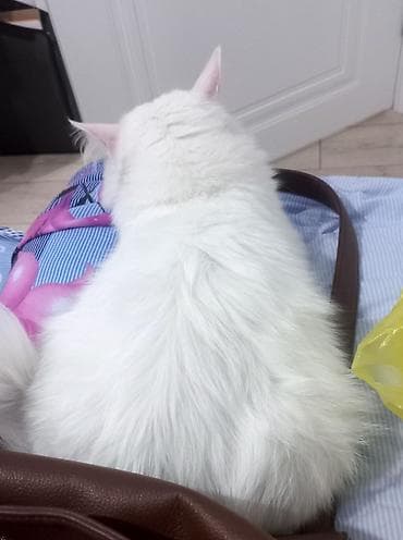 турецкая ангора: Кошка даром: Ангорская, 1 год, Мальчик, Кастрирована — 4