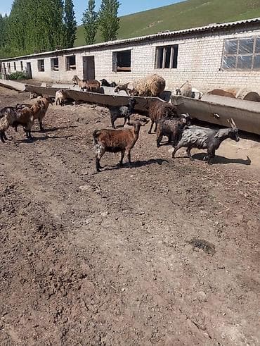 ветврач кара балта: Сатам | Эчки (ургаачы) | Аргын | Көбөйтүү үчүн | Бооз — 2