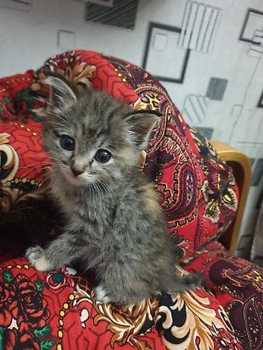 Продажа кошек: Котёнок, Активный и любознательный. Девочка 2 месяца. Отдам в добрые — 2
