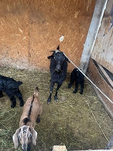 матка пчел: Продаю | Коза (самка) | Полукровка | Для разведения — 3