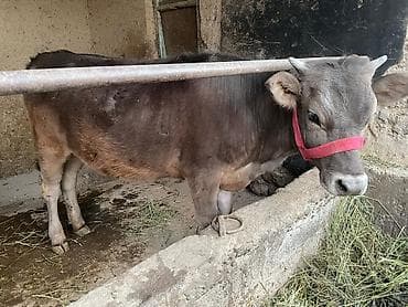 породистые бычки: Продаю | Тёлка | На откорм | Привязанные — 6