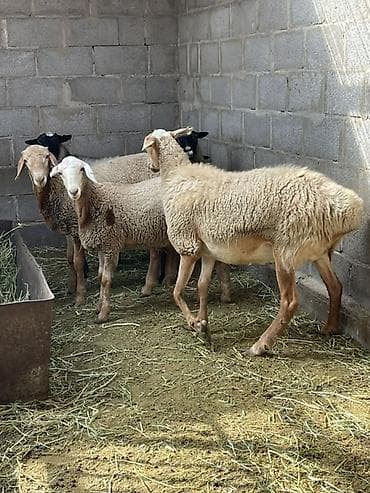 белая шотландская кошка: Продаю | Овца (самка) | Полукровка | Для разведения | Матка — 2