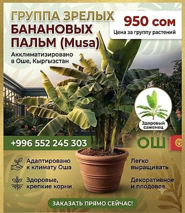 Бөлмө өсүмдүктөрү: Группа зрелых банановых пальм (Musa) - Акклиматизировано в Оше — 1