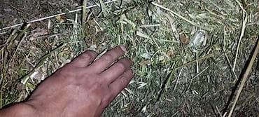 кукуруза местная: Продаю сено клевер с поле 135 есть 1500 тюков — 6