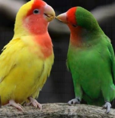 домик для волнистых попугаев: Попугаи разных видов. Хорошо учатся говорить и приручаются к рукам. В — 17