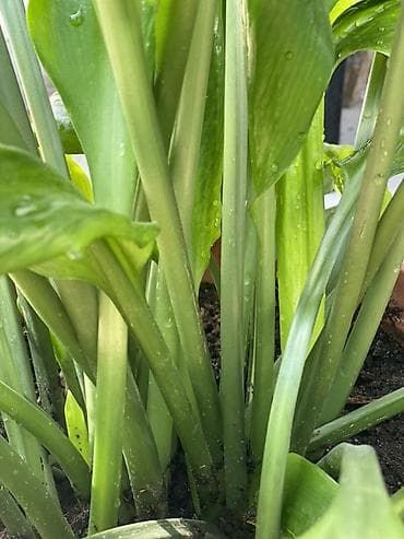 Комнатные растения: Аспидистра (Aspidistra elatior) в декоративном горшке Амазонская — 6