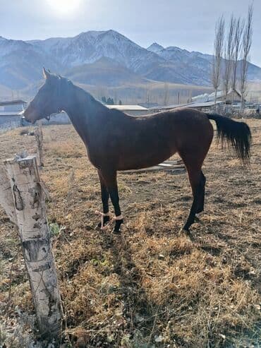 зоомагазин бишкек орто сай: Сатам | Бээ (ургаачы) | Англиялык | Ат спорту | Мерин — 1