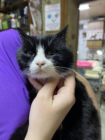 Отдам даром кошку: Кошка даром: Беспородная, 1 год, Мальчик, Кастрирована, Приучена к лотку, Проглистована — 2