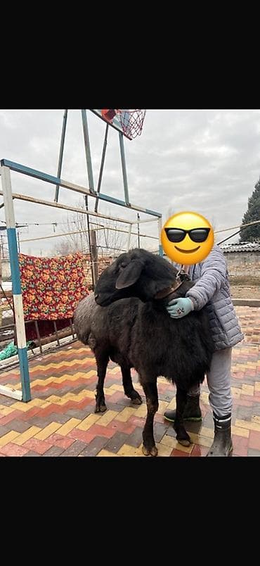 корова молочная: Продаю | Баран (самец) | Арашан | Для разведения | Племенные, Осеменитель — 2