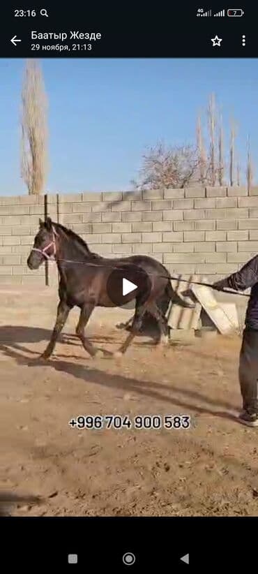 усыпление животных бишкек: Продаю | Конь (самец) | Конный спорт — 3