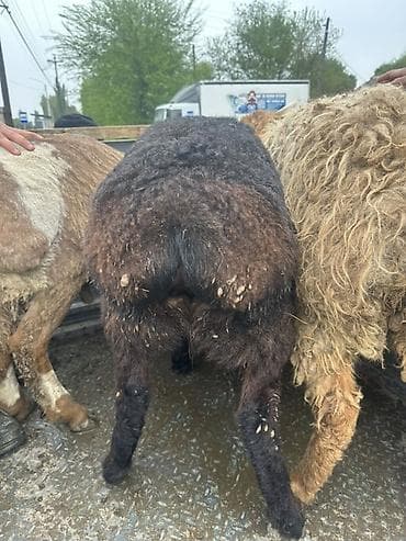 уйлар парода: Продаю | Овца (самка) | На забой | Матка — 3