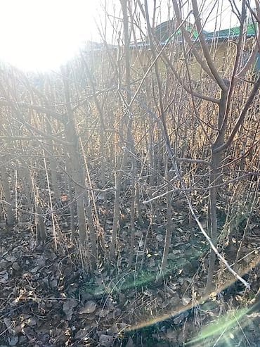 помидор цена: Саженцы яблони «Молдованский полукарлик» (летний сорт) - Возраст — 6