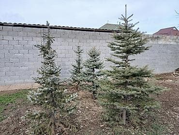 неделю: Саженцы деревьев: Ели, Самовывоз — 8