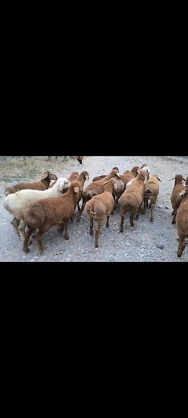 голуби птицы: Продаю | Баран (самец) | Для разведения | Ярка — 2