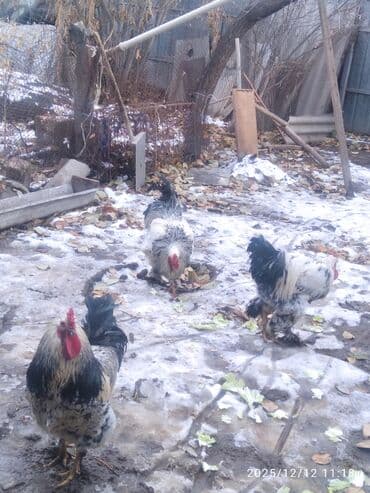Үй жаныбарлары үчүн товарлар: Продам петухов больше года,3 шт. Цена за одного петуха -1500с — 5