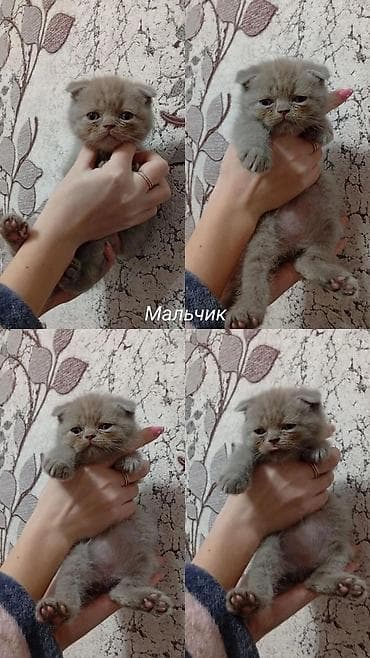 ящик сатылат: Продаём котят (мальчики и девочки). Вислоухие (скотиш фолд) - 15.000 — 10