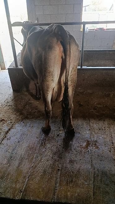 Продам с/х животных: Продаю | Корова (самка) | Для молока — 3