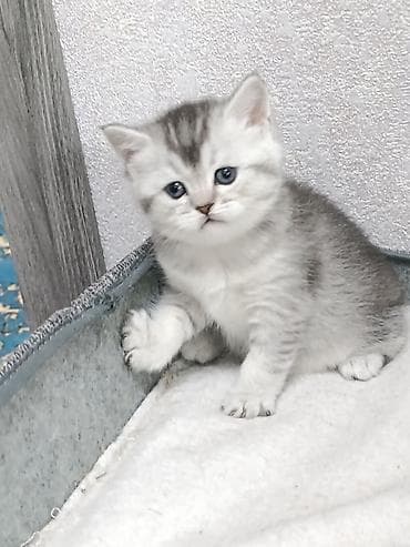 коты бенгальские: Скотиш Фолд (Шотландская вислоухая), 1 месяц, Девочка — 2