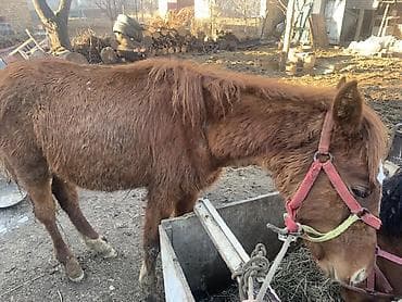 продаю кунан: Продаю | Жеребенок — 3