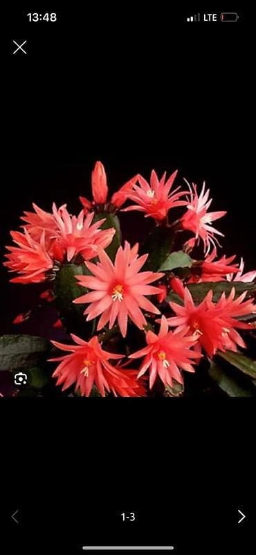 разновидные кактусы: Детки декабриста (Rhipsalidopsis/Schlumbergera) редких окрасов. - — 4
