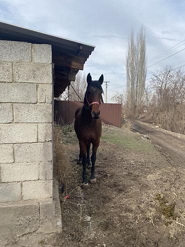 Продаю | Кобыла (самка) | Рабочий