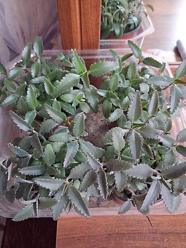 Каланхоэ: Каланхоэ лечебный 1см высота 10сом,2см высота 20сом, 3см высота 30сом — 8