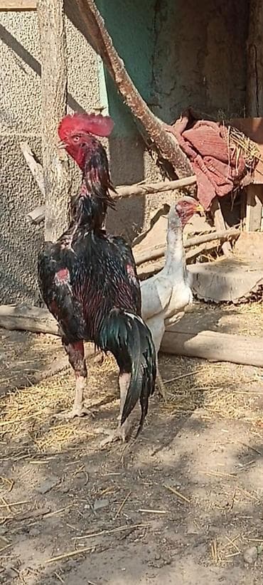 робота шаурма кара балта: На продажу жожики миксованные О Шамо+Шалпан цена по 4000 сом — 4