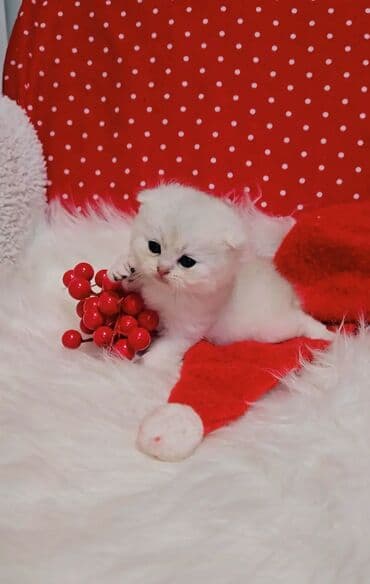 вислоухий котенок: Предлагаем для бронирования чистопородных малышей. Окрас: золотая и — 6