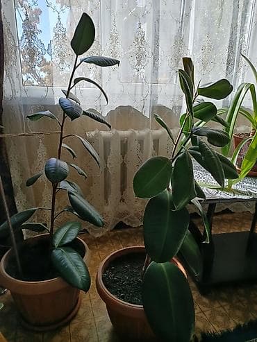 денежные дерево: Предлагаются различные комнатные растения для создания уюта и свежести — 2